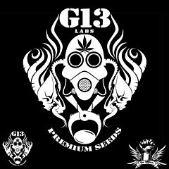 G13 Labs - Frozen Afghan Mintz (Feminized)