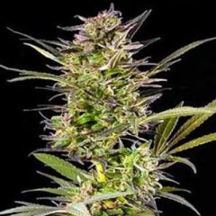 G13 Labs - Auto Blueberry feminized cannabis seeds - autoflowering marijuana strain with a flowering time around 8 weeks