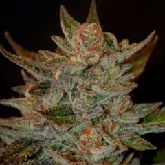 G13 Labs - Blue OG feminized cannabis seeds - indica dominant marijuana strain with a flowering time around 8 weeks a