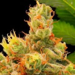 G13 Labs - Blueberry Gum feminized cannabis seeds - indica dominant marijuana strain with a flowering time between 8-10 weeks