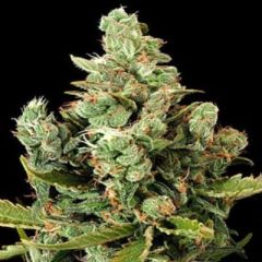 G13 Labs - Cheese feminized cannabis seeds - indica/sativa hybrid marijuana strain with a flowering time around 8-12 weeks