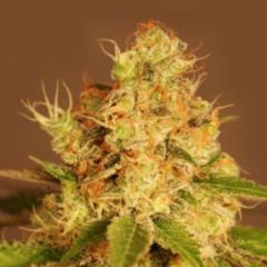 G13 Labs - Diesel Auto feminized cannabis seeds - autoflowering marijuana strain with a flowering time around 70 days 