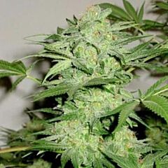 G13 Labs - NL Automatic feminized cannabis seeds - autoflowering marijuana strain with a flowering time around 8 weeks