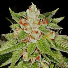 G13 Labs - OG13 feminized cannabis seeds - indica/sativa marijuana hybrid with a flowering time around 9 weeks