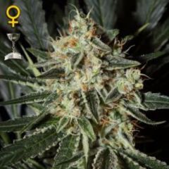 Green House - Cheese feminized cannabis seeds - indica/sativa hybrid marijuana strain with THC levels at 18.5% and CBD levels at 0.6%, flowering time around 8 weeks