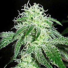 G13 Labs - Gigabud feminized cannabis seeds - indica/sativa hybrid marijuana strain with a very short flowering time between 5-6 weeks. Can grow large if not managed.