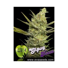 EVA Female Seeds - Gipsy Haze