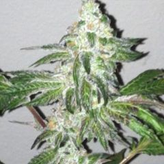 Cali Connection - Girl Scout Cookies feminized cannabis seeds - indica/sativa hybrid marijuana strain with a flowering time around 55-63 days