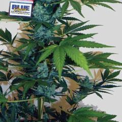 Big Buddha Seeds - Blue Cheese Automatic feminized cannabis seeds - autoflowering marijuana strain with a flowering time around 8-10 weeks