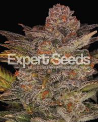 Expert Seeds - Glueberry Auto (Fem)