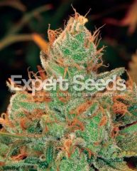 Expert Seeds - Gorilla  Lily (Fem)