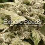 Expert Seeds - Gorilla x White Widow (Fem)