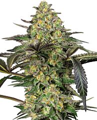 Sensi Seeds - Grapevine Candy (Feminised)