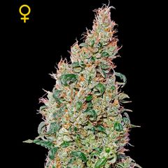 Green House - Green-o-matic feminized cannabis seeds - autoflowering marijuana strain with THC levels at 15.43% and CBD at 0.09%, flowering time around 6 weeks