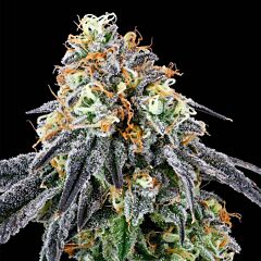 Grounded Genetics - Nose Candi Feminized Cannabis Seeds