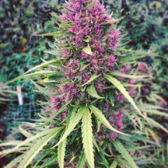 Phoenix Cannabis Seeds - Good Shit (Fem)