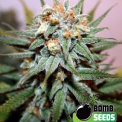 Bomb Seeds - Hash Bomb feminized cannabis seeds - indica dominant marijuana strain with a flowering time around 6-8 weeks and THC levels at 15-20%. Good medical strain