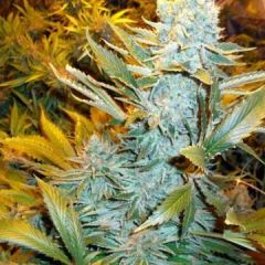 Phoenix Cannabis Seeds - Haze Express Auto (Fem)