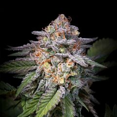Paradise Seeds - Highway 66 Feminized Cannabis Seeds