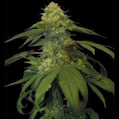 DNA Genetics - Holy Grail Kush feminized cannabis seeds - indica/sativa hybrid marijuana strain with a grow time of 9-10 weeks and a high yield