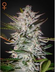 Green House Seeds - Holy Punch (Feminized)