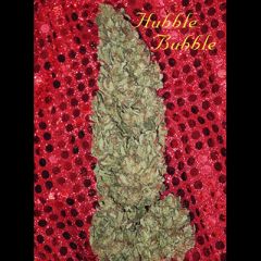 Mandala Seeds - Hubble Bubble feminized cannabis seeds - indica dominant marijuana strain with a grow time around 62-65 days and ideal for small spaces.