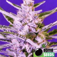 Bomb Seeds - Ice Bomb feminized cannabis seeds - indica dominant marijuana strain with a flowering time around 7-9 weeks and THC levels at 17-22%