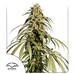 Dutch Passion Seeds - Ice Cream Haze (Feminized)