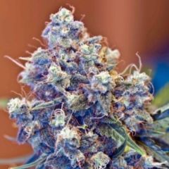 Female Seeds - Iced Grapefruit feminized cannabis seeds - sativa dominant marijuana strain with a flowering time around 60 days 
