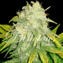 Delicious Seeds - Il Diavolo Automatic feminized cannabis seeds - autoflowering marijuana strain with THC at 17% and a flowering time around 45 days