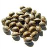 Sagamartha Seeds - Indica XXL (Feminized)