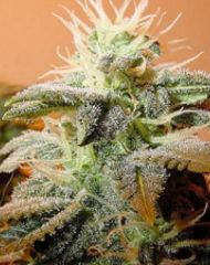 Female Seeds - Indoor Mix feminized cannabis seeds