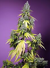 Sweet Seeds - Jet Fuel Mandarine XL Auto (Feminized)