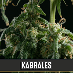 Blim Burn Seeds - Kabrales (3 Fem)