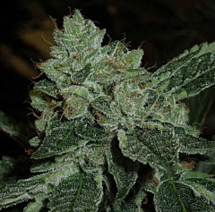 Karma Genetics - Brotherhood OG (Regular)