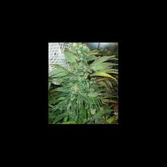 KC Brains - KC45 feminized cannabis seeds - autoflowering marijuana strain with a dlowering time of 6-9 weeks