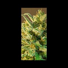 KC Brains - KC51 feminized cannabis seeds - indica/sativa hybrid marijuana strain with a flowering time between 6-9 weeks