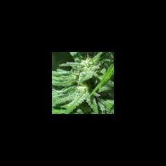 KC Brains - Afghani Special feminized cannabis seeds - indica dominant marijuana strain 