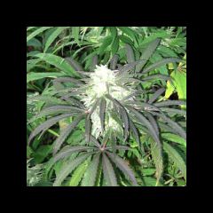 KC Brains - Brain's Escape feminized cannabis seeds - indica/sativa hybrid marijuana strain, grows large