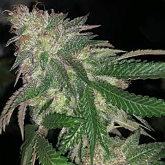 Pheno Finder - Kuntz Cannabis Seeds (Feminized)
