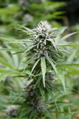 Kush Cannabis Seeds - Fire Kush CBD (Regular)