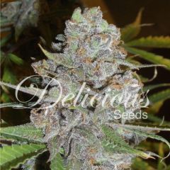 Delicious Seeds - La Diva Automatic feminized cannabis seeds - autoflowering marijuana strain with THC at 15% and a flowering time around 45-55 days