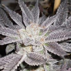 Cali Connection - La Affie feminized cannabis seeds  - indica dominant S1 marijuana strain with a flowering time around 55-65 days