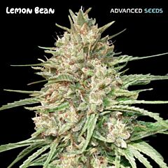 Advanced Seeds - Lemon Bean (Fem)