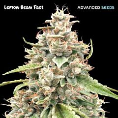Advanced Seeds - Lemon Bean Fast (Fem)