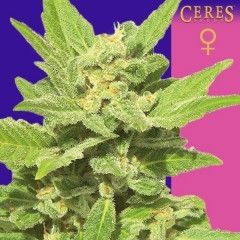 Ceres Seeds - Lemonesia (Feminized)