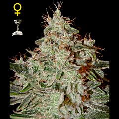 Green House - Lemon Skunk feminized cannabis seeds - indica/sativa hybrid marijuana strain with THC levels at 19.12% and CBD at 0.23%, flowering time around 8 weeks