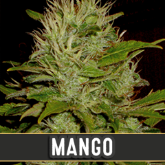 Blim Burn Seeds -Mango (Fem)
