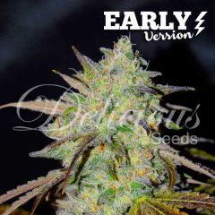 Delicious Seeds - Marmalate Fast (Fem)