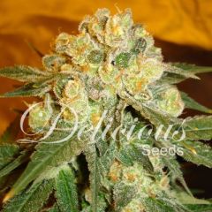 Delicious Seeds - Marmalate feminized cannabis seeds - 70% indica dominant marijuana strain ideal for both SOG and SCROG growing with THC at 21%